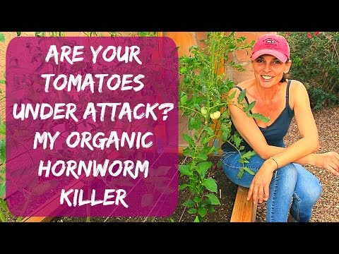 Tomato Hornworm Control - Organic Treatment For The Green Caterpillars Eating Your Plants