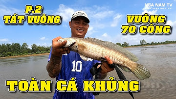 Ra Đồng Săn Bắt Cá Lóc Khủng Thấy mê, Bác Hai Lật Cả Xe Cá Thu Hoạch Vuông 70 Công Tập 2/NGÃ NĂM TV