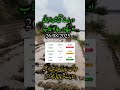 sutluj river Very high level flood in Pakistan || Sutluj river flood in bahawalpur ganda singh