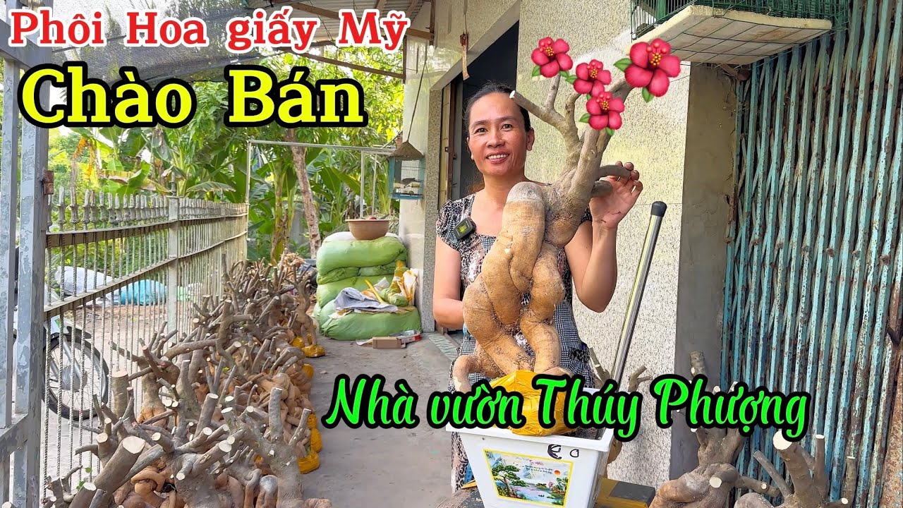 Phôi hoa giấy Mỹ lùn lực củ đặc giao lưu ngày 18/06 nhà vườn Thúy Phượng ☎️ 0982.604.321