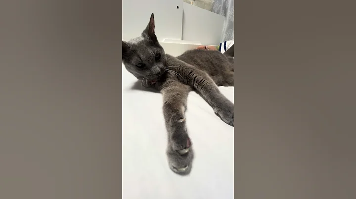 Watch the video about Russian blue Before going to bed part9 #cute #cat