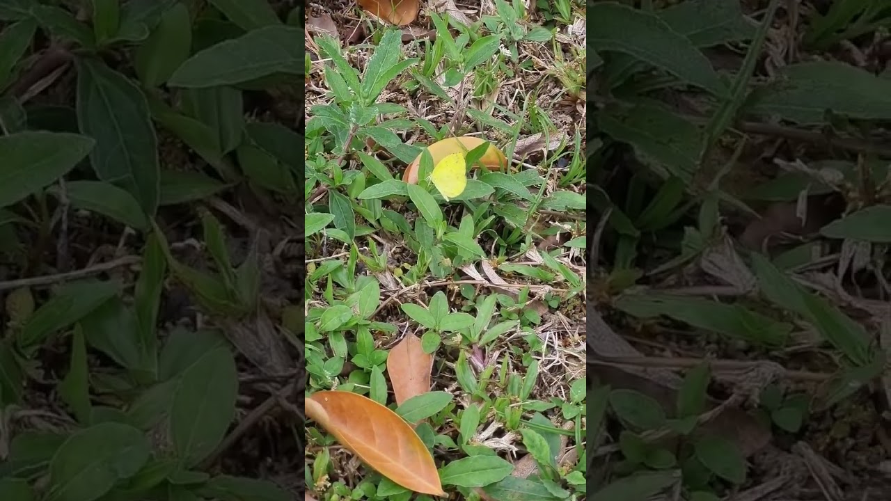 Common Grass Yellow Butterfly 🦋 🟡