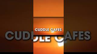 Can Cuddle Cafés Heal Emotions?