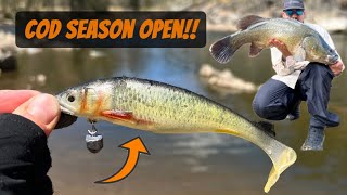 MUST WATCH - CRAZY MURRAY COD SESSION Wealth