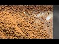 Beekeepers and stingless bee getting bee pollen #honey #beekeeper #beehive #nature #beelove #farm