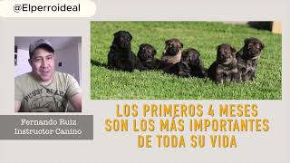 Curso Crianza de Cachorros - Introducción. by Elperroideal 840 views 6 months ago 13 minutes, 23 seconds