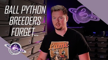 Ball Python Breeders Forget One Thing When Starting Their Reptile Business