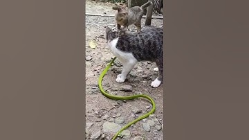 Cuộc chiến giữa mèo và rắn               #youtube #youtubeshorts #ytshorts #taphoa1985