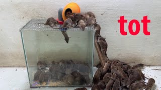 Mouse trap video \ the mousetrap fell into the glass box \ best mousetrap in the world