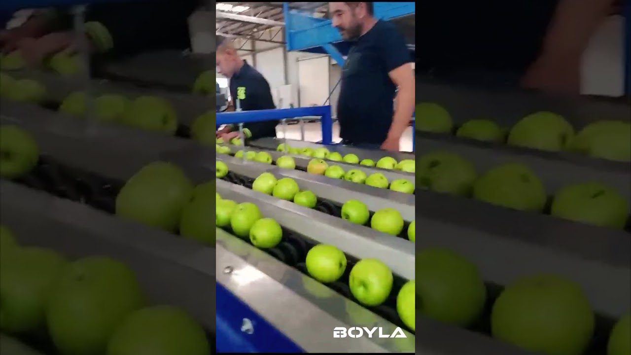Apple Sorting Line 4 Line 18+1 Output 