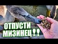 Какой смелый птенец! Белые лебеди, 4K