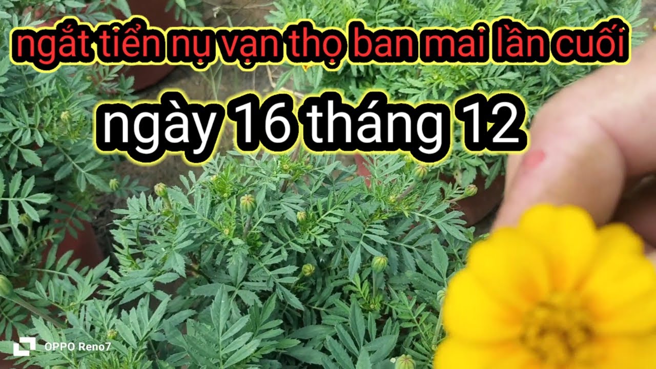 ngắt đọt tiển nụ vạn thọ ban Mai ngày 16 tháng 12 âm lịch