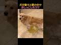 600万 犬が堂々と家の中でおしっこしたワケ 犬 動物 600万 犬が堂々と家の中でおしっこしたワケ 犬 動物
