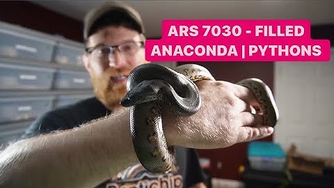 BABY Green Anaconda !!! We have A FULL  ARS 7030 Rack ..FINALLY ! Reptiles/Snakes