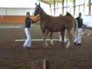 SOLD FILLY-FULL SIBLING DUE IN 2009 COLT OPTION FO...