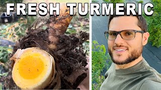 How I Grow and Harvest Fresh Turmeric in Plant City, Florida