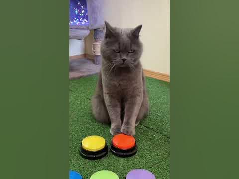 Говорящий кот 🟡🟠 умный кот , смешные реакции кота😻#кот #умныйкот # ...