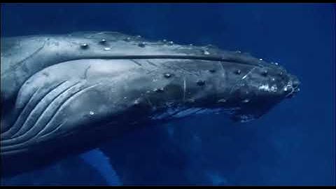 BBC South Pacific : Ocean of Islands