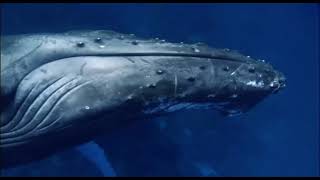 BBC South Pacific : Ocean of Islands