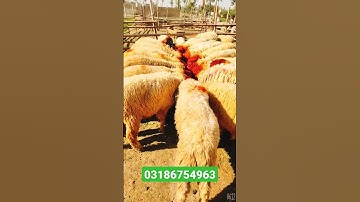 short video Mohammad Irfan goat farm