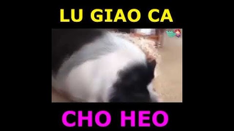 cười rụng răng với thánh lồng tiếng video động vật cực hài hước.