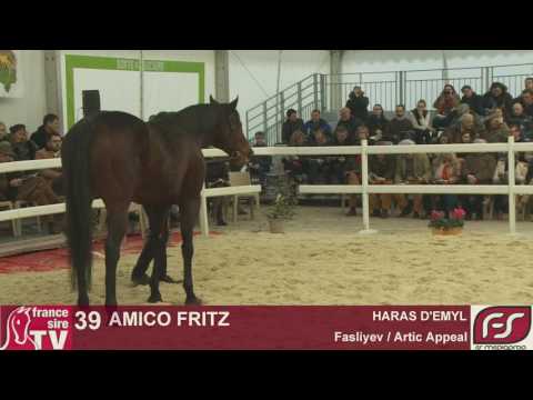 Lot 39 - Amico Fritz - HARAS D'EMYL - Salon des Etalons 2017 - Le Lion d'Angers