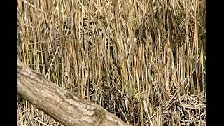 DSC 6477 bokje 2oostvaardersplassen 5-4-2026