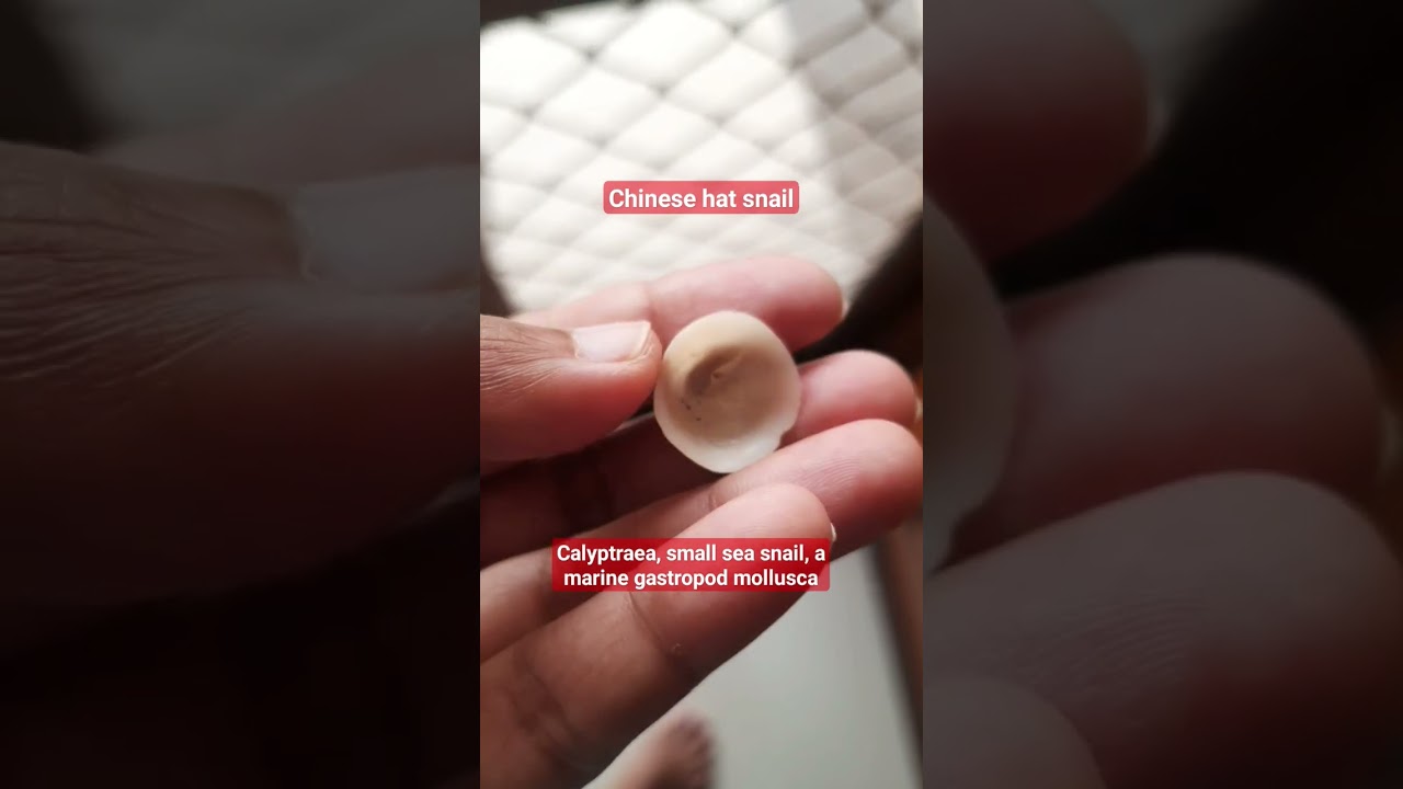 Chinese hat snail 
