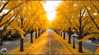 картинка: Самая красивая мелодия на свете – Осень! ФАНТАСТИЧЕСКИ КРАСИВЫЕ И ЛУЧШИЕ ТРЕКИ ДЛЯ ДУШИ! СЛУШАЙ