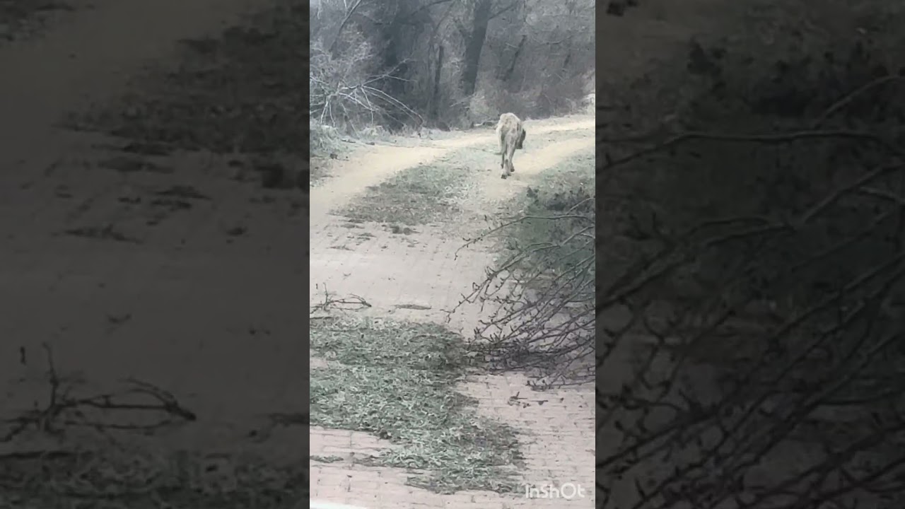 Vücudu tamamen yara ve ulaşamadım garibe 