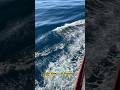 Osm view of 🌊 ocean #sea #ship #ocean #vlog #shorts #viral #wave #vlogger