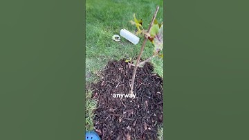 Little Tree’s Root Flare #tree #roots #nature #arborist #ecology #foryou #fyp #subscribe #outside