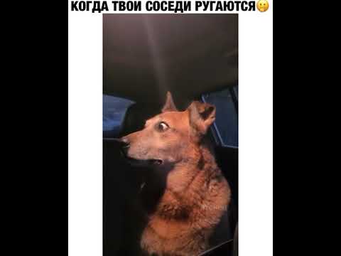 Когда соседи ругаются |Tik tok \ приколы тик ток| #shorts