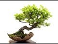 Bonsai gardening secrets - discover the wonders of
bonsai![review][scam][best product][how to]