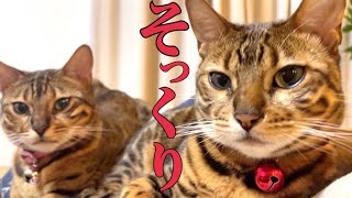 まるで双子？美人母猫は娘に厳しめ教育しています