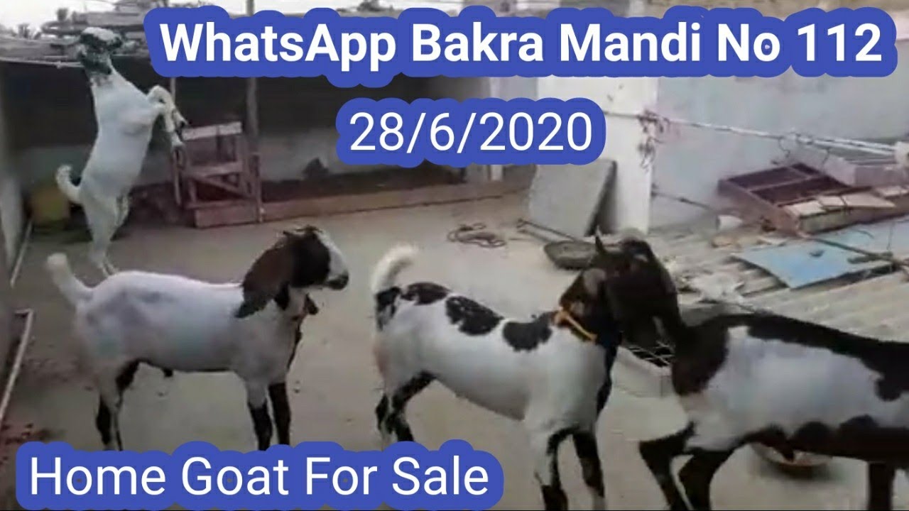 How To Buy And Sale Your Goat Through Whatsapp Bakra Mandi No 112