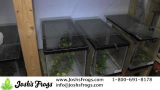 How to Take Care of Amazon Milk Frog Froglets