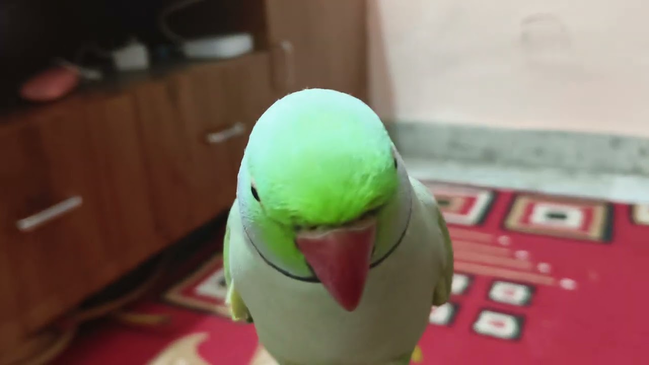 parrot #funnyparrot #masti 🌼🦜🌼🦜🌼🦜🌼🦜