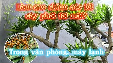 XEM cách chăm sóc cây Phát Tài Núi? - Loại Cây vừa ra hoa vừa ra trái cực lạ |𝐇𝐨𝐭𝐥𝐢𝐧𝐞: 𝟎𝟗𝟏𝟖.𝟕𝟎𝟖.𝟗𝟔𝟓