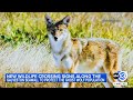 Researchers hope Galveston's 'genetically fancy' coyotes could restore national wolf population