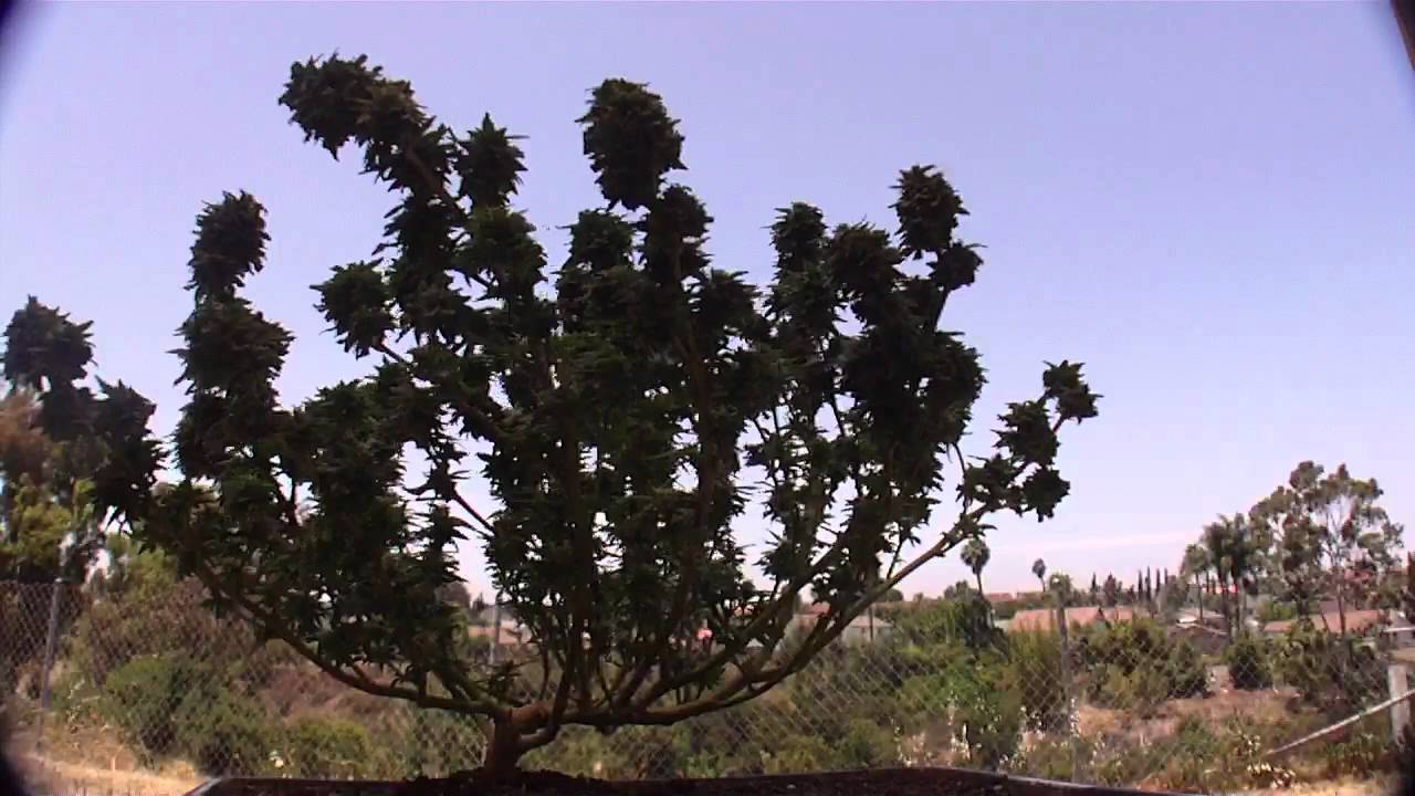 Marijuana Bonsai 360