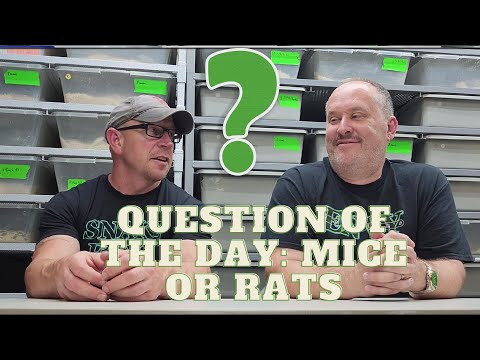 Mice or rats when feeding snakes?