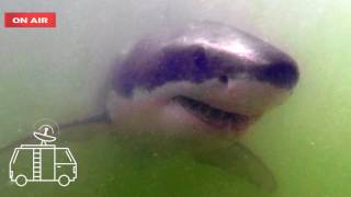 shark attacks kayak off