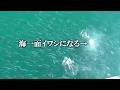 【速報】イワシが入ったと噂の港にメガブルーを持ってサビキ釣りに行ってみたら驚愕の光景でした