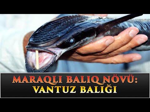 Video: Yırtıcı Balıq Növləri Və Növləri