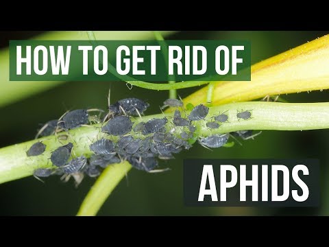 Video: 7 Ways To Get Rid Of Aphids