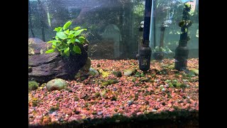 You will not believe what happened. All Algae gone in two weeks. How did that happen?. PART 2