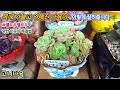 목대 약해진 다육이 재식재 | 왜 가늘어질까? 살리는 방법까지.. | #옐로우멜로우 | #다육이 #다육이분갈이 #다육이살리기 #다육식물 #ai노래 #succulent #다육이재식재