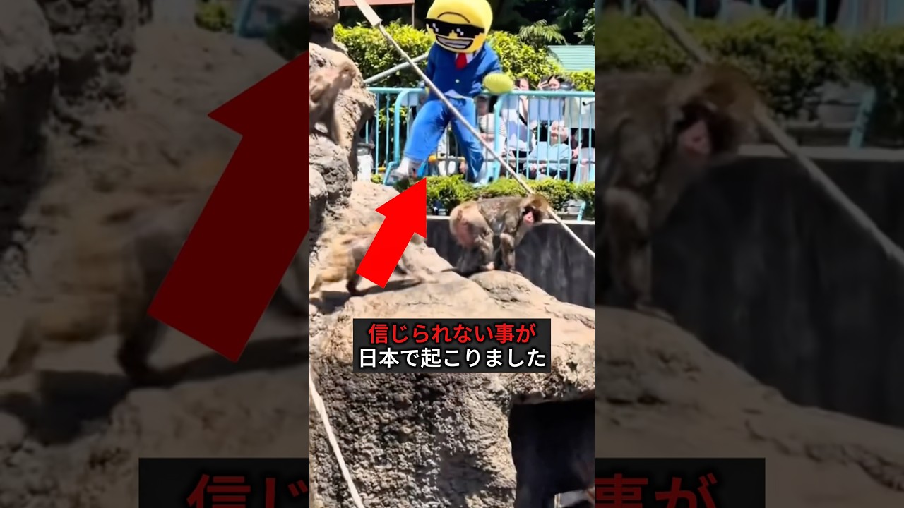 猿のエリアに侵入する謎の男😱#すごい #動物園 #shorts