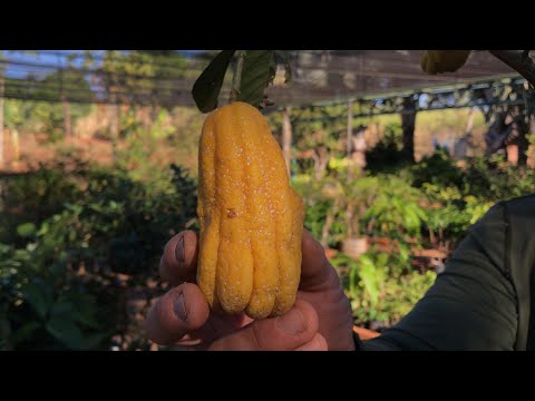 Vídeo: O que é a fruta da mão de Buda - Aprenda sobre o cultivo da fruta da mão de Buda